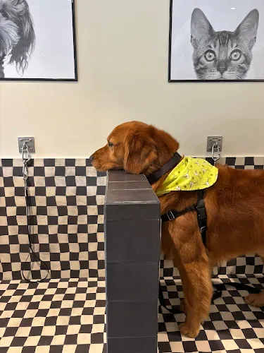 Forbes Grooming - Cat grooming in Laguna Niguel
