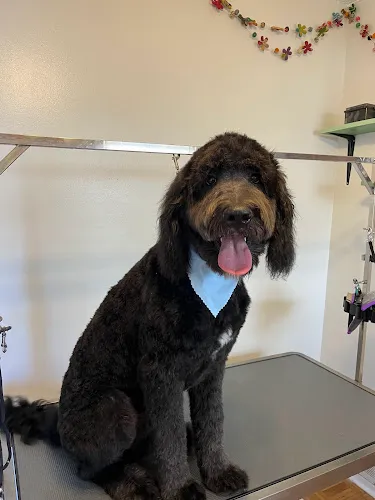 Jade's Pet Grooming - Cat grooming in Louisville