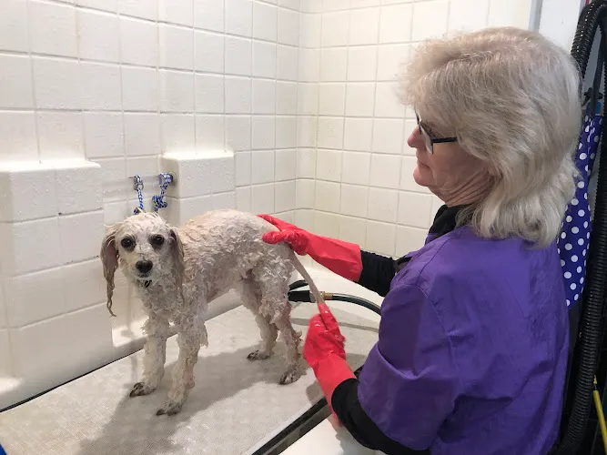 Head To Tail Dog Grooming - Cat grooming in Merced
