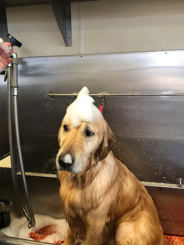 April's Doggie Spa & Training Center - Cat grooming in Waynesboro