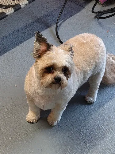 Gentle Hands K9 Boutique - Cat grooming in Wichita