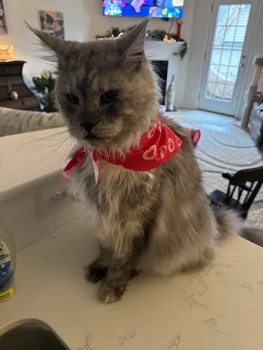 Milltown Pet Styling - Professional cat grooming in Fort Mill, SC