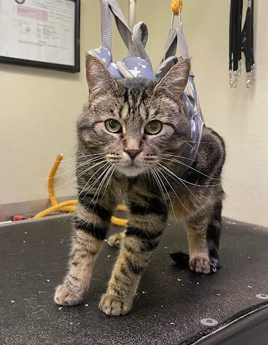 Short Claws Healthy Paws - Cat grooming in Yakima