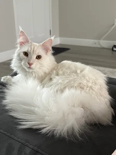 Bark Avenue Deltona Grooming - Cat grooming in Deltona