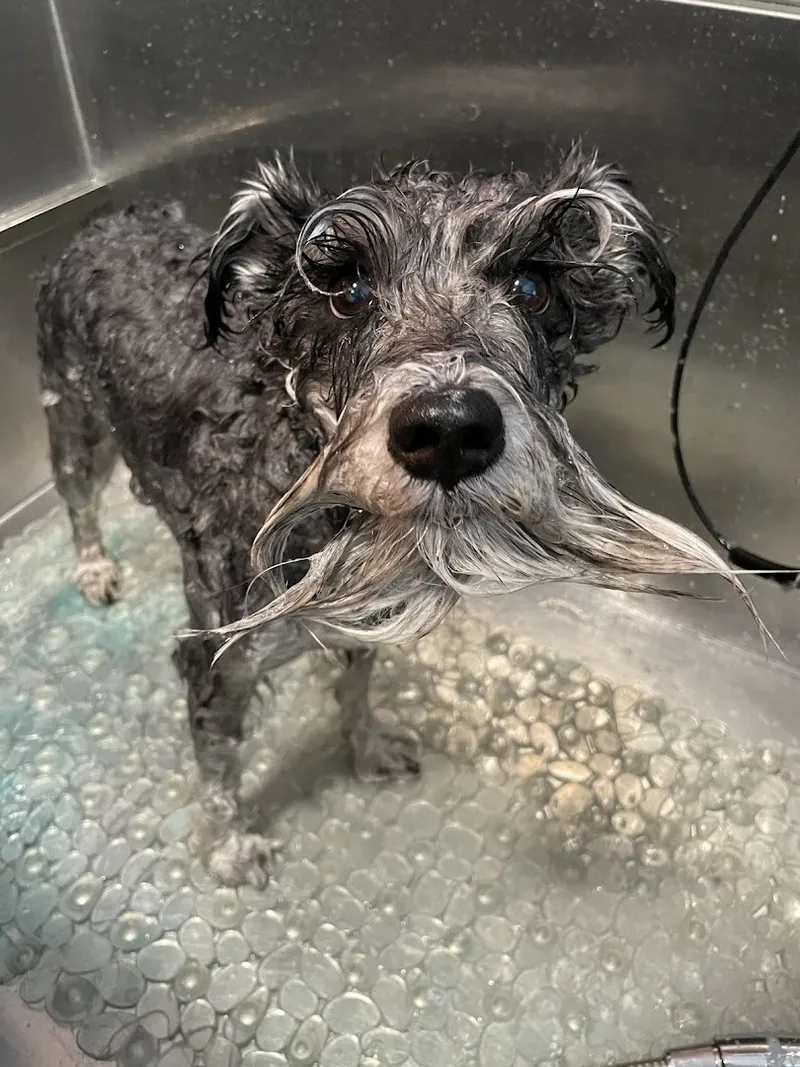 The Salon At BarkPark! - Professional cat grooming in Philadelphia, PA