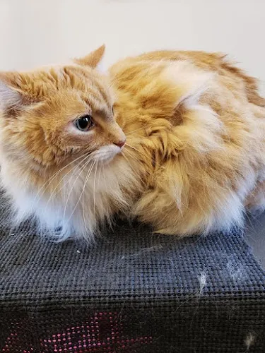 The Green Barn Pets - Cat grooming in Madison