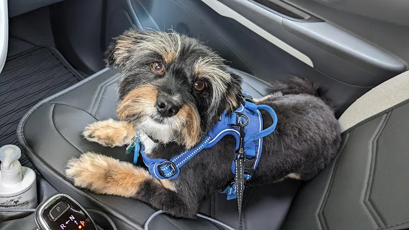SpaGo Dog - Mobile cat grooming in Oakland, CA