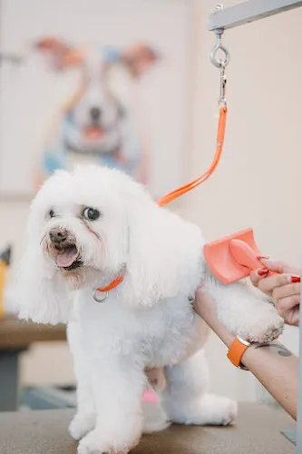 Pampered Pets Salon & Spa - Cat grooming in Fallbrook