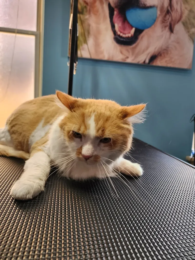 MyPet - Professional cat grooming in Philadelphia, PA