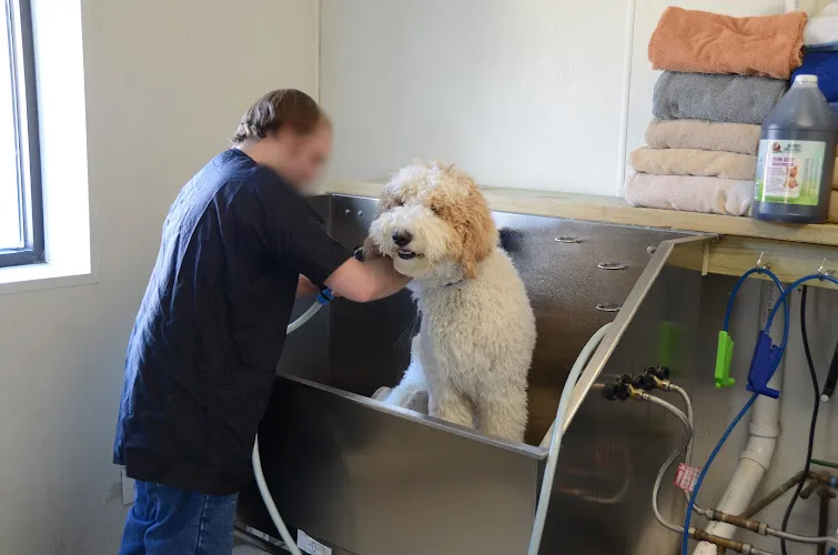 Petacular Pet Grooming, Inc - Cat grooming in Normal