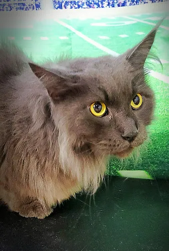 Smoochie Pooch - Cat grooming in Gainesville