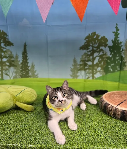 Soothe & Style Pet Spa LLC - Cat grooming in Sumter
