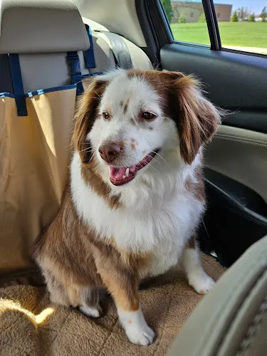 Precious Pets Salon & Doggie Daycare - Cat grooming in Sioux Falls