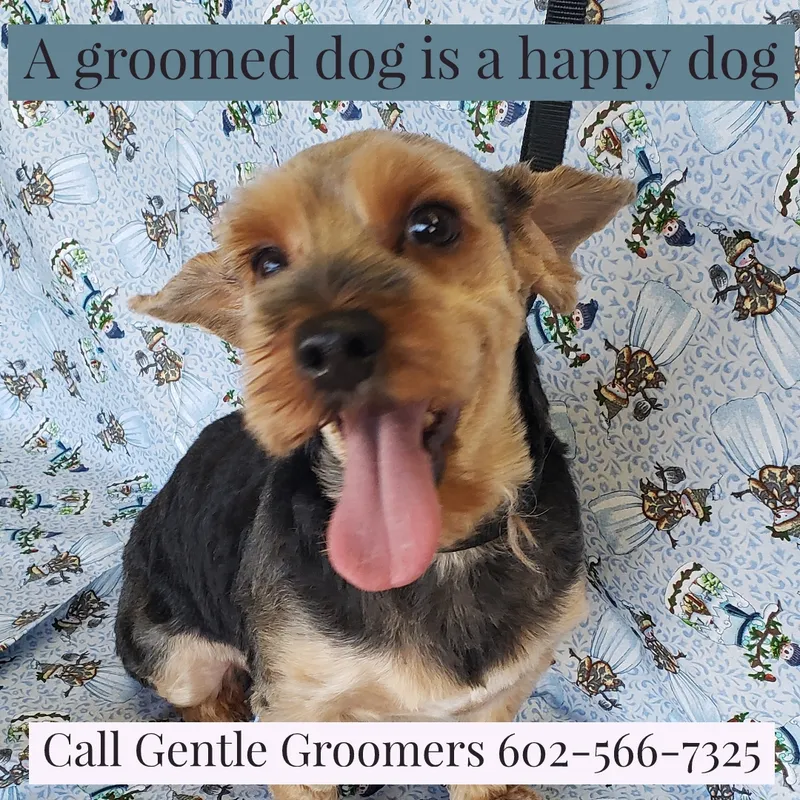Gentle Groomer - Cat grooming in Phoenix