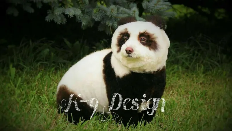 K-9 Design - Cat grooming in Strafford