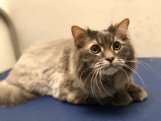 Happy Grooming - Cat grooming in Arlington