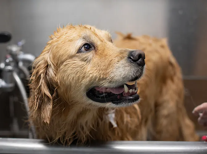 Smoochie Pooch - Cat grooming in Roanoke