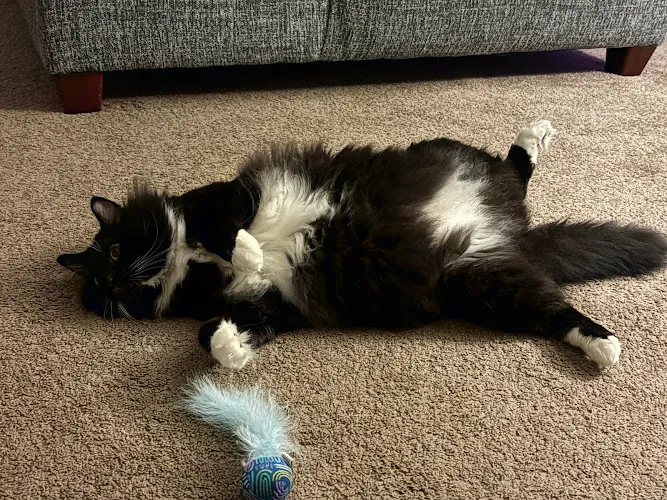 Wizard Of Paws Pet Grooming - Professional cat grooming in Sandown, NH
