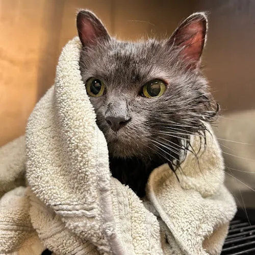 Pet Evolution - Fairfax, VA - Grooming | Self-Wash | Healthy Food | Mobile Nail Trim - Cat grooming in Fairfax