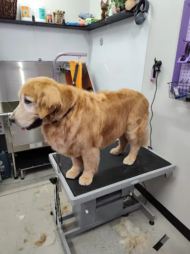 Dynamite Doggies Pet Salon - Cat grooming in Cave Creek