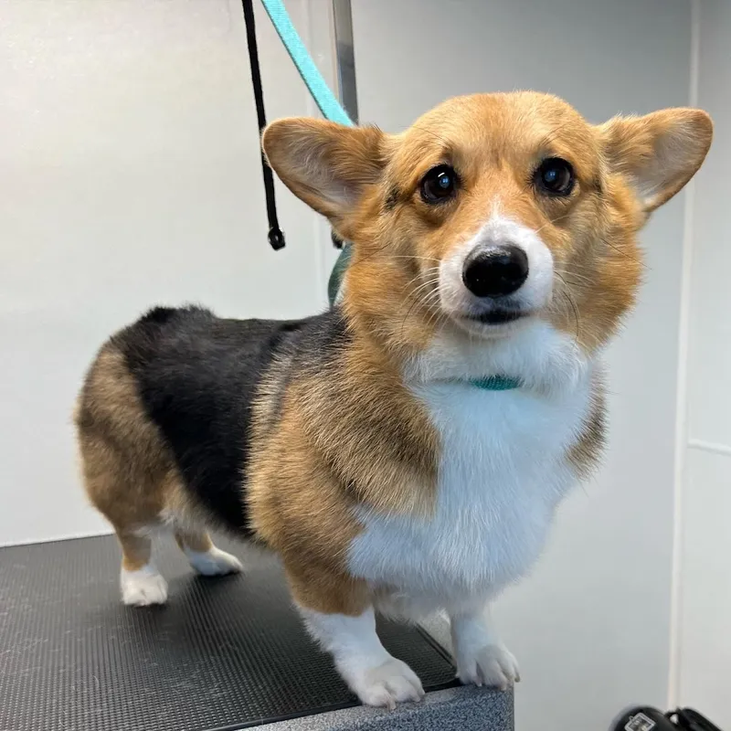 Lovies Mobile Pet Spa - Cat grooming in San Diego