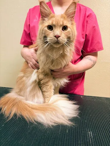 Hairy Stylez Salon - Cat grooming in Rhinelander