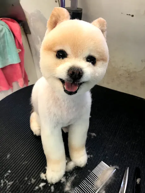 DeBonair Dog Mobile LLC - Mobile cat grooming in Jacksonville, FL