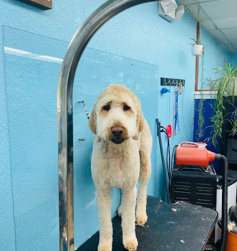 All Fur Love Grooming - Cat grooming in Reno