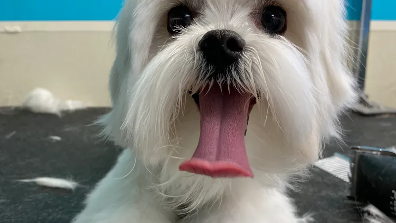 K-9 MOBILE DOG GROOMING - Cat grooming in Los Angeles