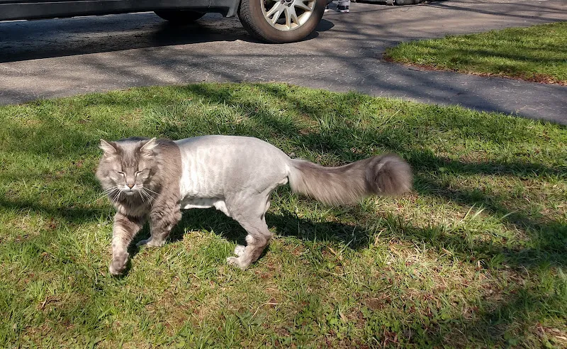 Paradise Pet Salon - Cat grooming in Schenectady