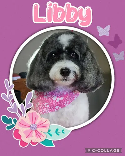 Buffalo Heart Dogs Grooming Studio - Cat grooming in West Seneca