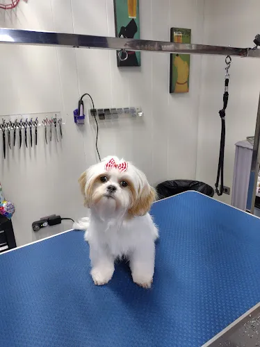 Dinkle Dog Grooming - Cat grooming in Lawrenceville