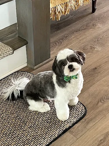 Woof Gang Bakery & Grooming Rolesville - Cat grooming in Rolesville