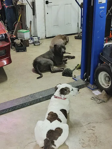 Sassy Pooch & Kitty Too - Cat grooming in Gilroy
