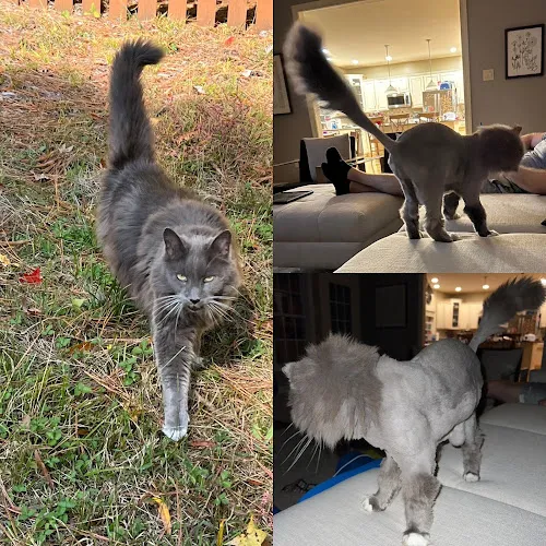 The Barking Lot - Cat grooming in Richmond