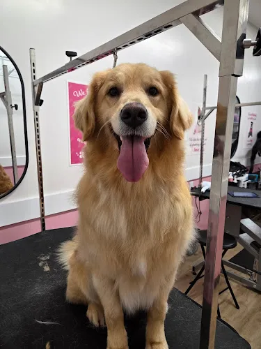 Woof Gang Bakery & Grooming Chino Hills - Cat grooming in Chino Hills