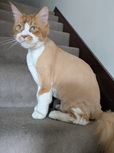 Amy's Pet Spa - Cat grooming in Muncie