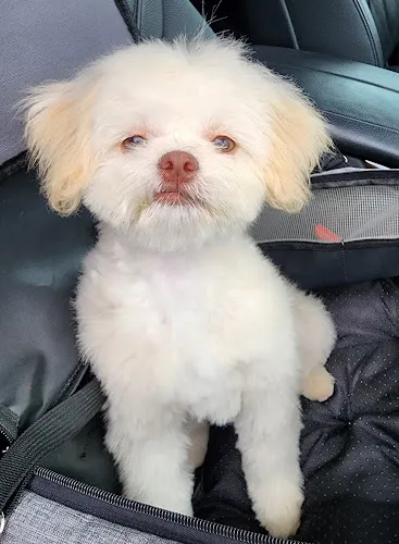 Magic Groomer - Cat grooming in Arcadia