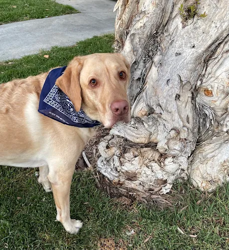 Dippity-Dog Self Serve Pet - Cat grooming in Oceanside