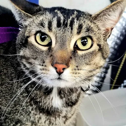 Paw Zone Mobile - Dogs & Cats - Mobile cat grooming in Santa Rosa, CA