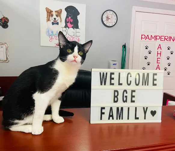BGE Grooming - Cat grooming in Oviedo