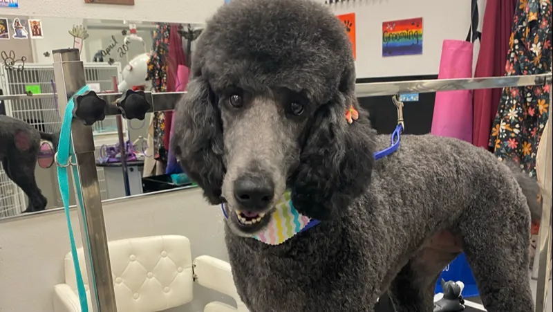 Pimp your pet Mobile pet grooming - Cat grooming in Las Vegas