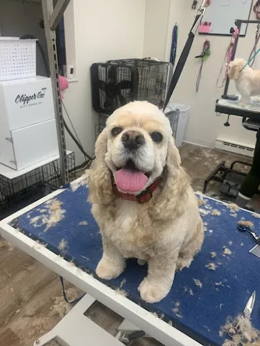 Shampooch Tiverton - Cat grooming in Tiverton