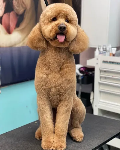 Runway Pet Grooming - Professional cat grooming in Orlando, FL