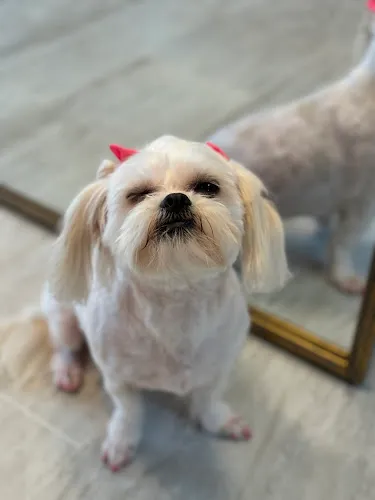 Coco's Pet Spa - Cat grooming in Marble Falls