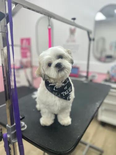 Woof Gang Bakery & Grooming El Paso - Cat grooming in El Paso