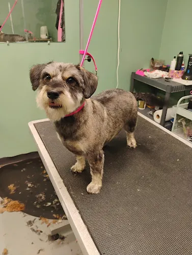 Groomer Has It LLC - Cat grooming in Oshkosh