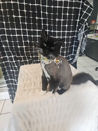 Suddy Buddy's Grooming - Cat grooming in Massillon
