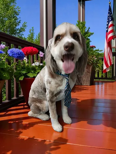 Faith & Fido, LLC - Cat grooming in Chandler