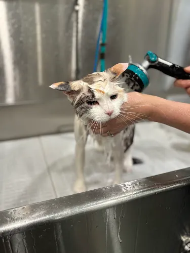 Keller's K-9s - Cat grooming in Spencer